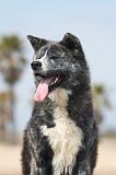 AKITA INU 169